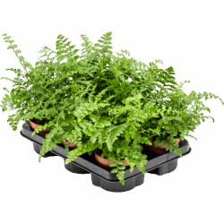 Asplenium dimorphum 'Parvati' 6/tray, potm. 12/10cm