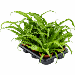 Asplenium antiquum 'Osaka' 6/tray, potm. 12/9cm