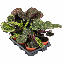 Calathea mix 6/tray, potm. 12/10cm