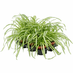 Chlorophytum comosum 'Atlantic' 6/tray, potm. 12/10cm