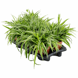 Chlorophytum comosum 'Ocean' 6/tray Hanger, pot. 15/14cm