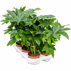 Fatsia japonica 6/tray, potm. 12/10cm