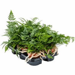 Humata tyermannii 6/tray, potm. 12/11cm