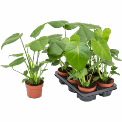 Monstera deliciosa 6/tray, potm. 12/10cm