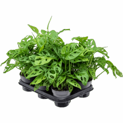 Monstera obliqua 8/tray Hanger, pot. 12/10cm