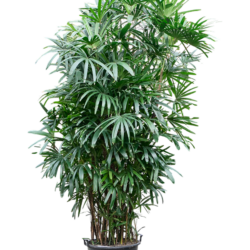 Rhapis excelsa (300-330) Toef, pot. 50/45cm