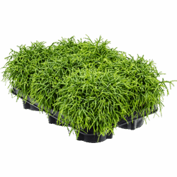 Rhipsalis baccifera 'Oasis' 6/tray, potm. 12/11cm