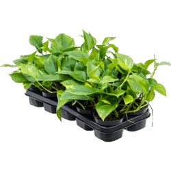 Scindapsus (Epipremnum) 'Aureum' 10/tray Hanger, pot. 12/10cm