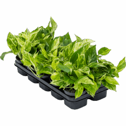Scindapsus (Epipremnum) 'Marble Queen' 10/tray Hanger, pot. 12/10cm