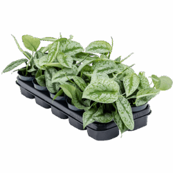 Scindapsus pictus 'Trebie' 10/tray Hanger, pot. 12/12cm