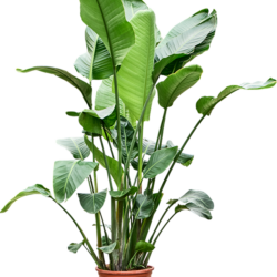 Strelitzia nicolai 6pp, pot. 32/29cm