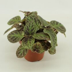Episcia