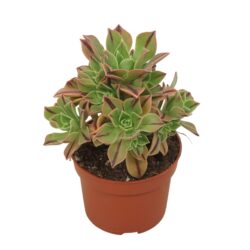Aeonium leucoblepharum red stripe