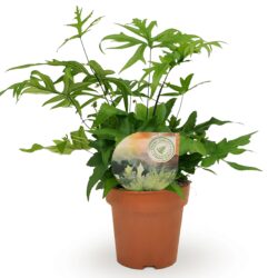 Doryopteris pedata