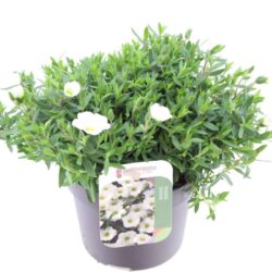 Arenaria montana wit