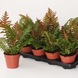 Blechnum gibbum 'Brasiliense Volcano'