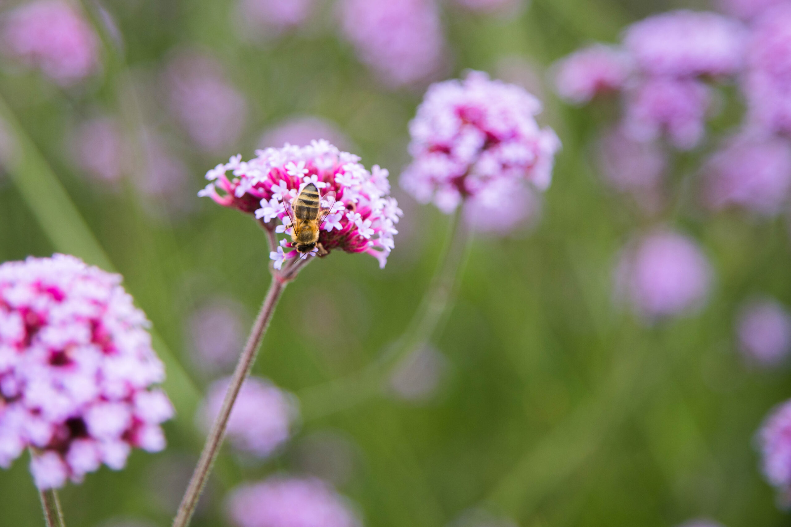 MvKdesign tuin sfeer
